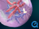 Mitosis Animation